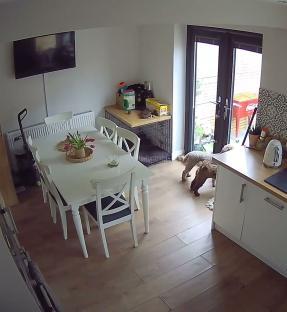 Security camera footage of a kitchen showing a shattered mug on a table and two dogs.
