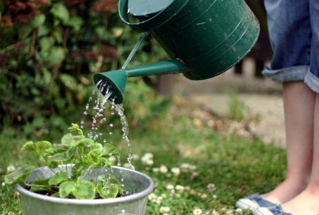 Expert reveals when NOT to water your plants – it’s ‘one of the biggest mistakes gardeners make’
