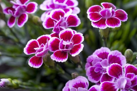 Macro photograph of pink carnations.