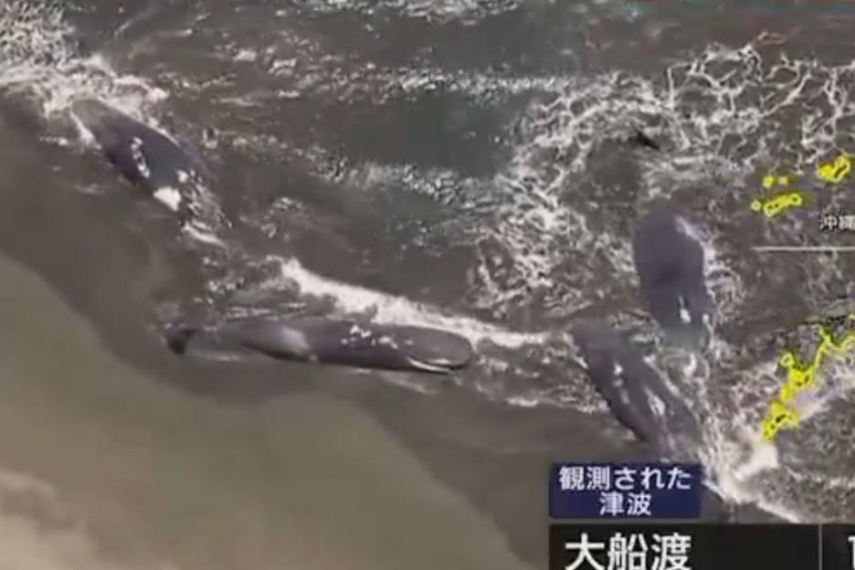 Heartbreaking vid shows giant whales washed up on Japanese beach after Russian mega quake sparks tsunami warnings