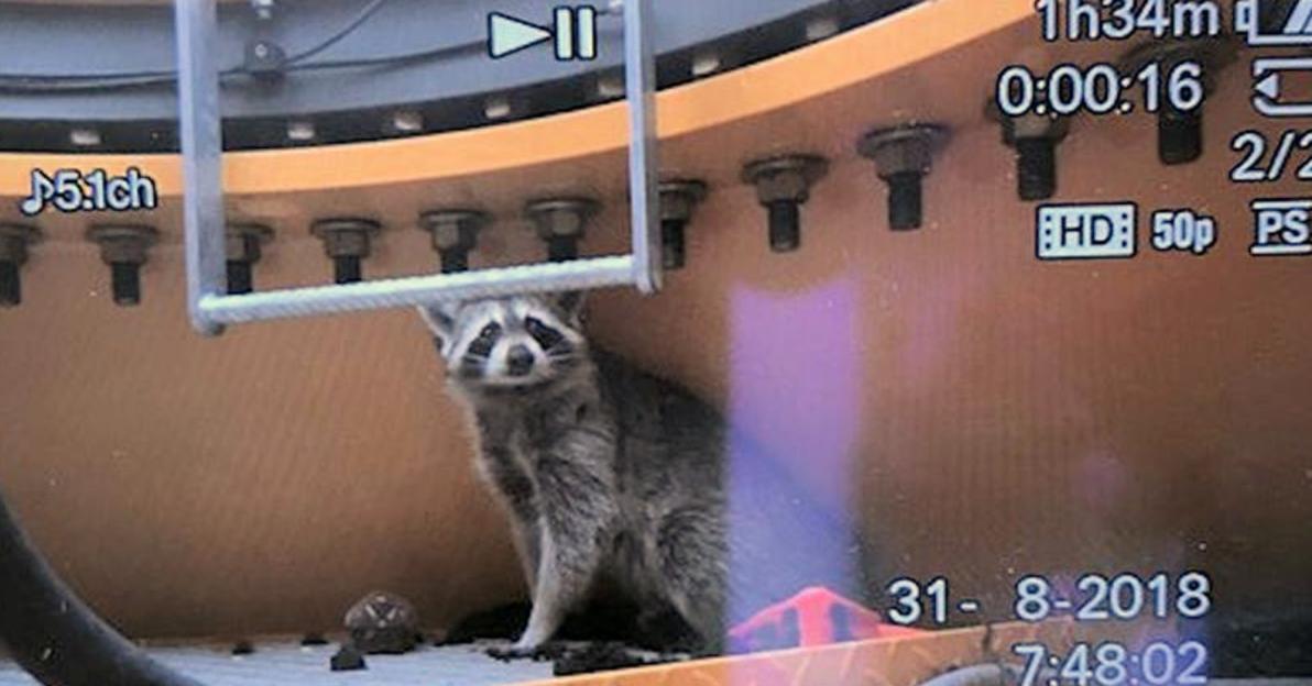Raccoon in a crane in Berlin.