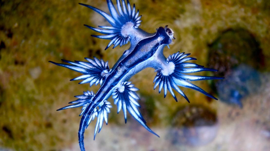 Tourists banned from ANOTHER three Costa del Sol beaches over swarms of ‘killer’ venomous blue dragons