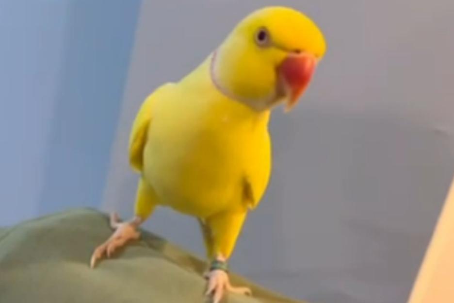 Moment pet PARROT called Mango helps cops bring down huge drug gang with its illicit squawking