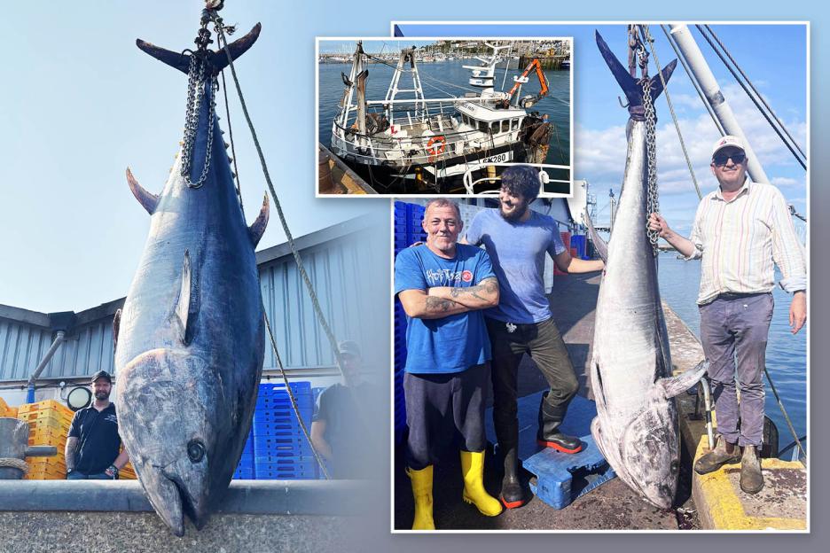 Collage of fishermen with a giant tuna.
