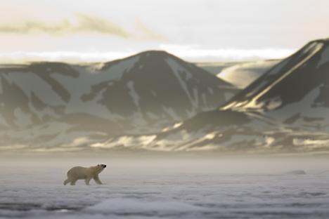 Polar bear walking on sea ice with mountains in the background.