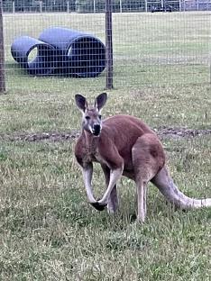 Petting zoo worker beaten to death by KANGAROO after climbing into its pen to ‘roughhouse’ with animal