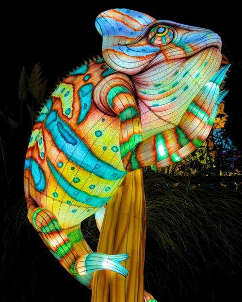 Illuminated chameleon sculpture at a light festival.
