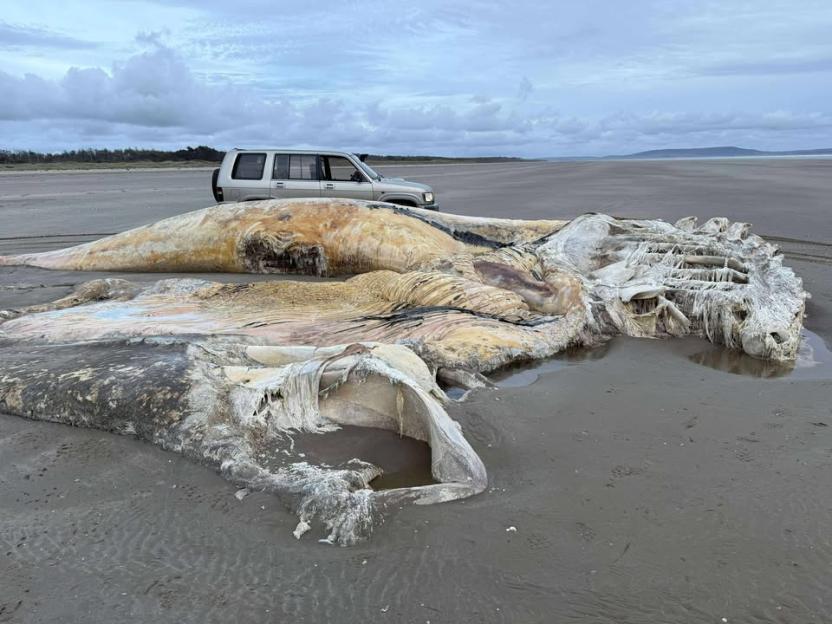 Mystery as massive creature washes up on popular UK beach – but no one knows what it is