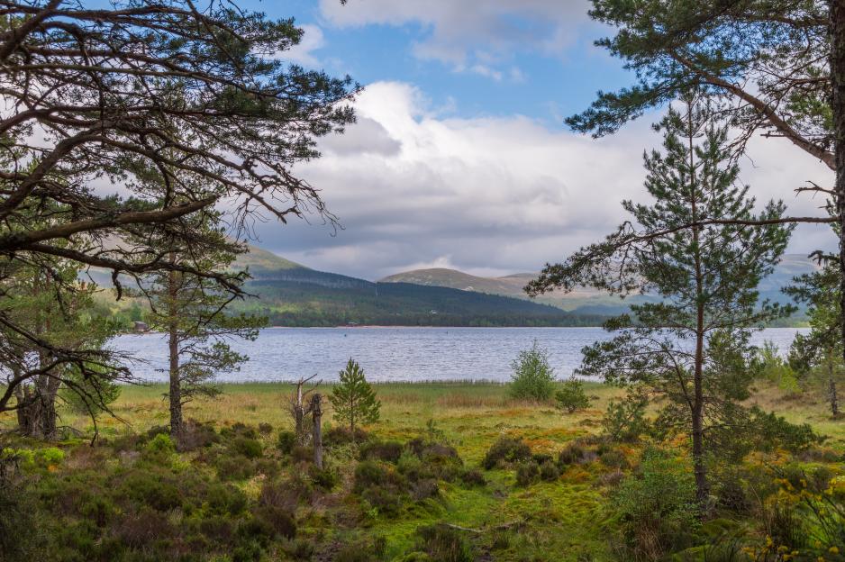 Loch Morlich framed by trees in Cairngorms National Park.