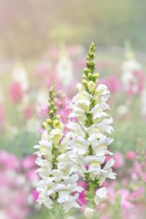 Close-up of white snapdragons.