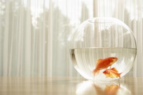 Two goldfish in a round glass bowl.