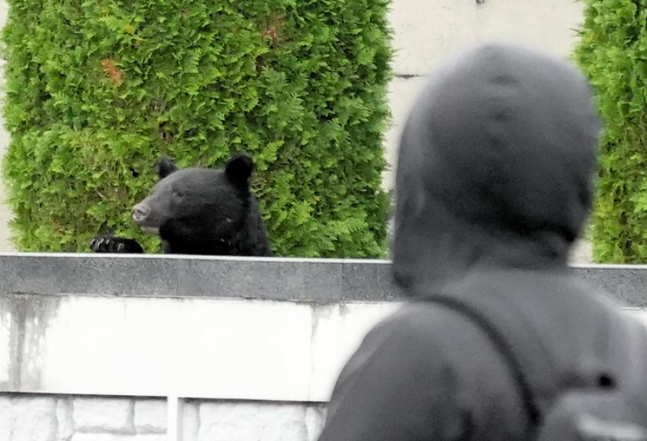 Bear Spotted on Premises of Hara Kei Memorial Museum