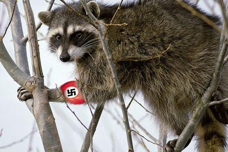 German city surrenders to Nazi raccoon hordes as officials say explosion of pests from Hitler’s henchman is unstoppable
