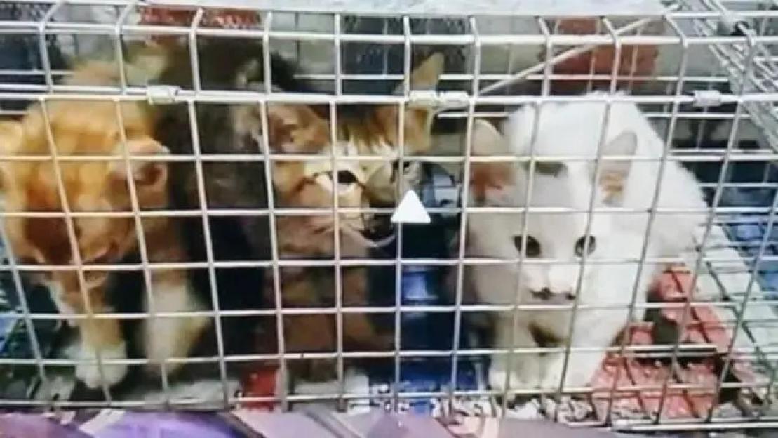 Three kittens in a cage.