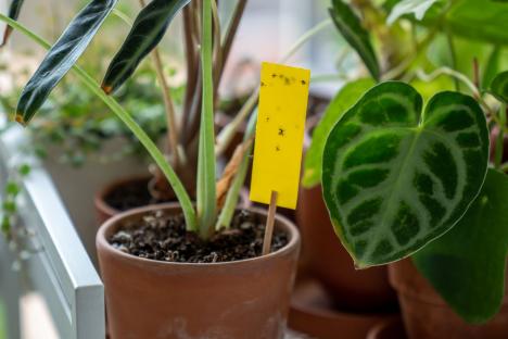 The invisible, all-natural way to get rid of pesky black flies in your home & it’s so easy to add to your house plants