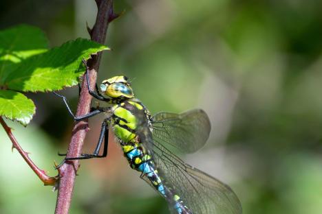 Half of kids wouldn’t be able to name a dragonfly if they saw one in real life