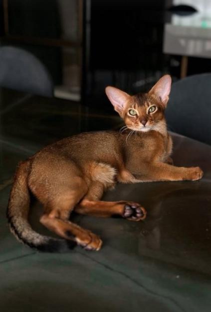 A brown cat with green eyes lying down.