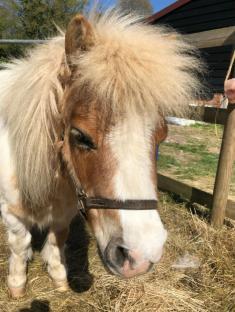 Stolen Shetland pony.