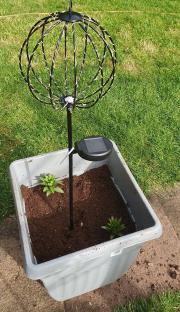 Solar-powered light in a planter with small plants.