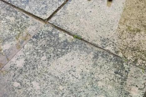 I jet washed my patio but it still looked dirty – luckily gardening gurus shared a 55p hack with ‘no scrubbing involved’