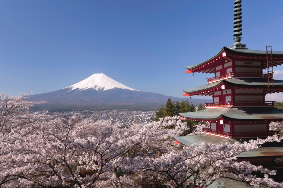 Mount Fuji viewed from behind cherry blossoms and a five-story pagoda.