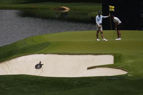 Golfers watch a turtle in a sand trap.
