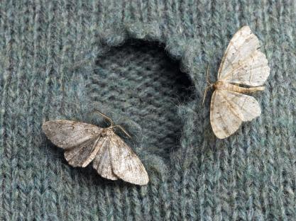 Two moths on a wool sweater with a hole.