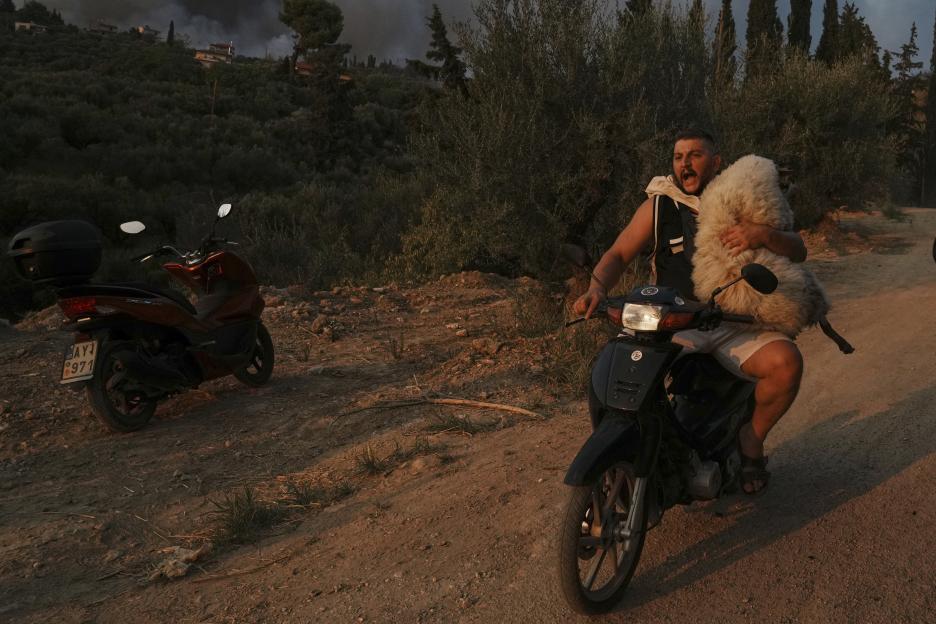 Man carrying a sheep on a motorcycle fleeing a wildfire.