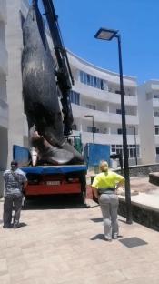 Crane lifting a dead sperm whale onto a truck.
