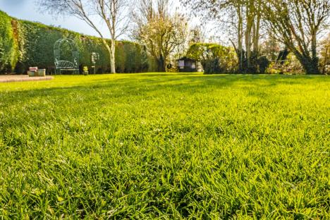 Simple trick to ensure your lawn is moss-free this spring – it costs just 15p & stops grass going yellow too