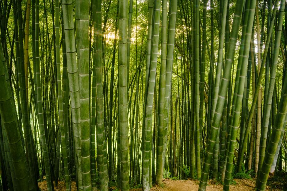 It might seem like the ideal privacy hedge but gardener warns bamboo will crack your patio & crush pipes