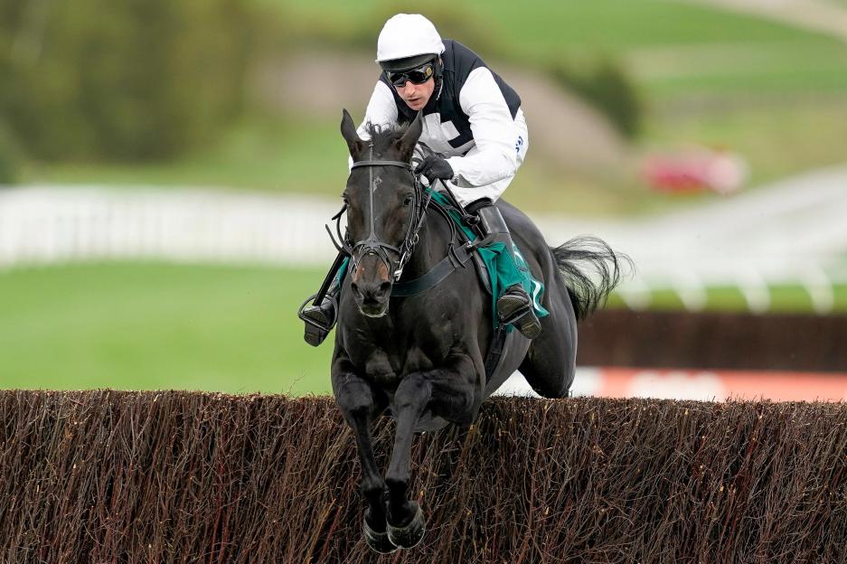 Heartbreak at Cheltenham Races: Fan-Favorite Third Time Lucki Faces Fatal Injury