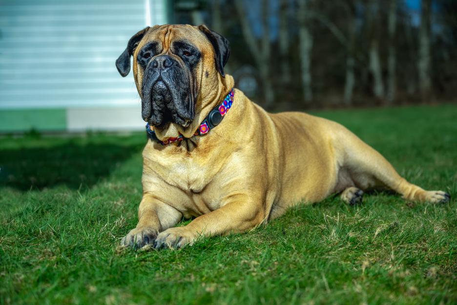 Large fawn-colored Bullmastiff lying in the grass.