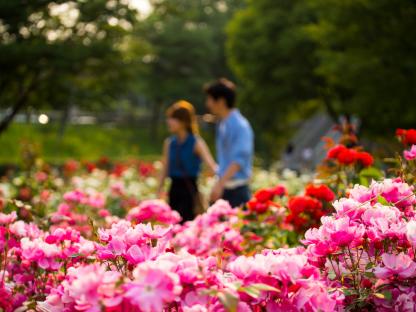 Couple walking through a rose garden.