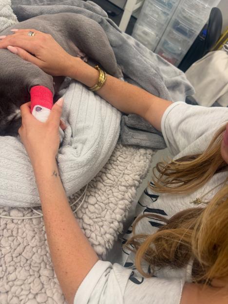 A person comforting their dog with a pink bandage on its paw.
