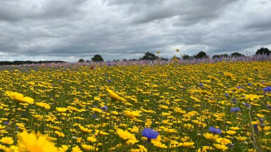 Field of yellow and blue wildflowers under a cloudy sky.