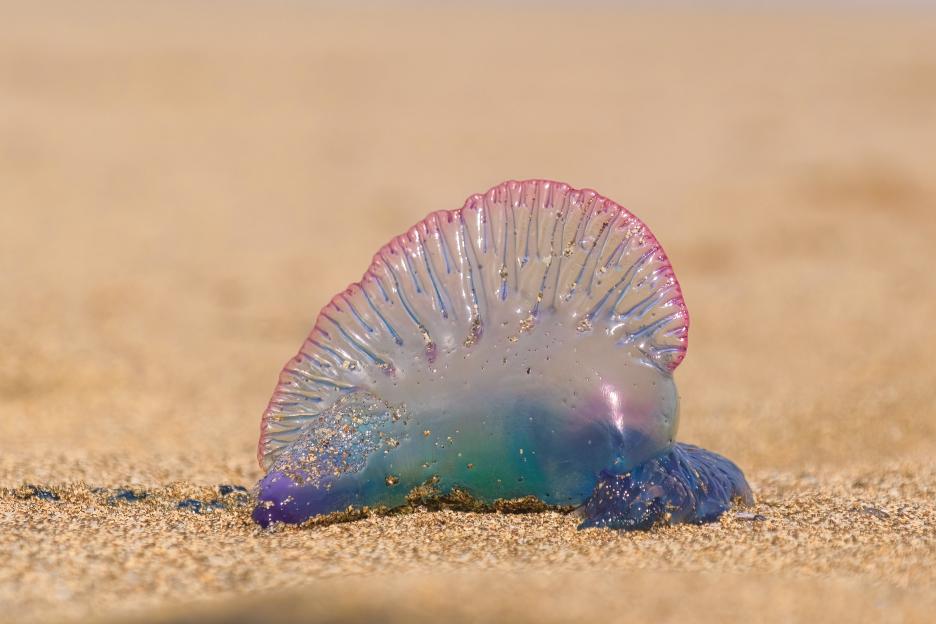 Close-up of a colorful Portuguese man-o'-war jellyfish on the sand at Las Canteras beach in Gran Canaria.