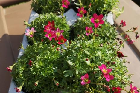Green-fingered Brits are racing to snap up a 50p buy to transform their gardens – and it sells for £3 elsewhere
