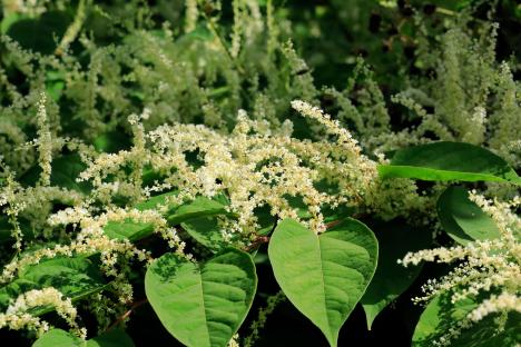 Japanese knotweed in flower.