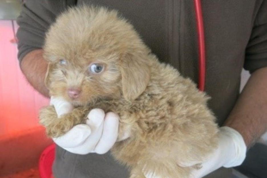 A light brown puppy with one blue eye being held.