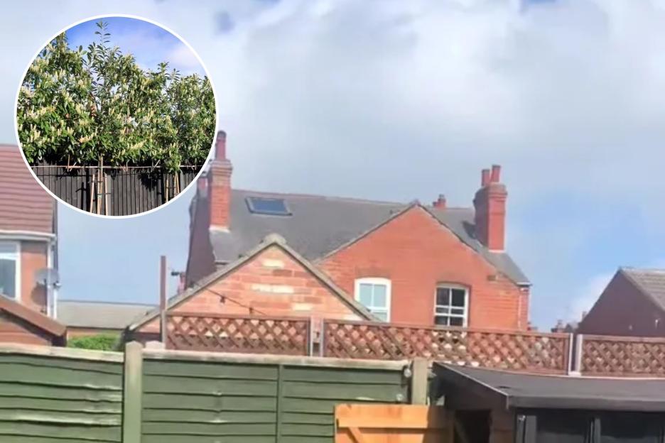 I’ve found a fast-growing, cheap tree that blocks out neighbours, doesn’t shed its leaves & stays green in the winter