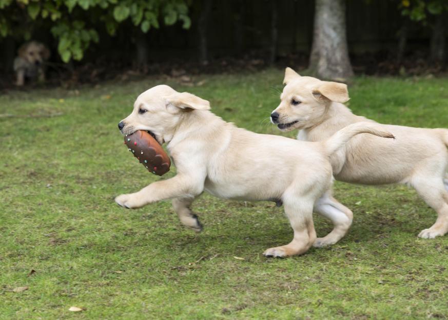 Litter of thirteen Guide Dog puppies