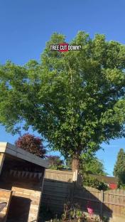 Large tree in a backyard, partially obscuring the sun from a garden.