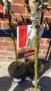 Salix integra 'Flamingo' plant in a pot with its label.