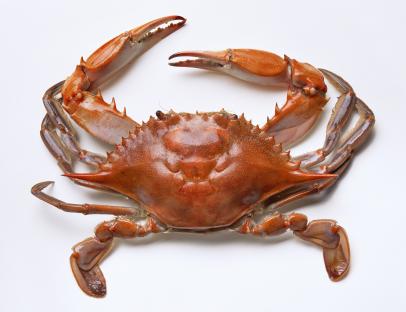 Steamed blue crab on a white background.