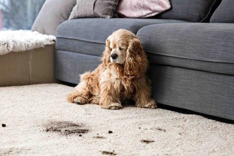 The 7p trick to keep pet hair at bay this spring malting season & the sofa to avoid if you want your home to look clean