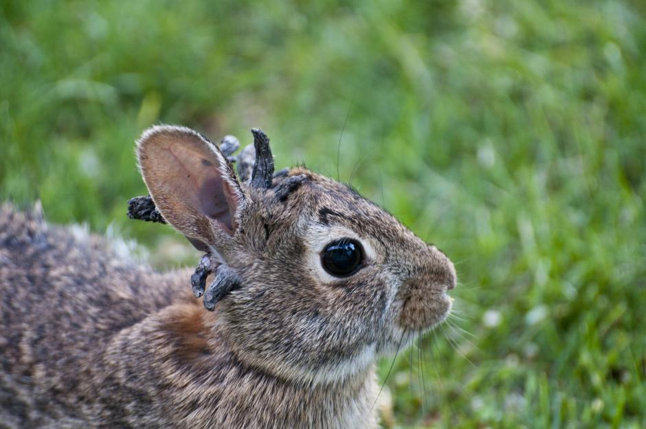 Rabbit with Shope papilloma virus.