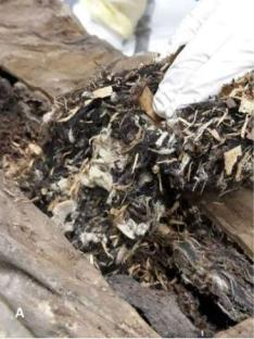 Close-up of a mummy's decayed textile wrappings.