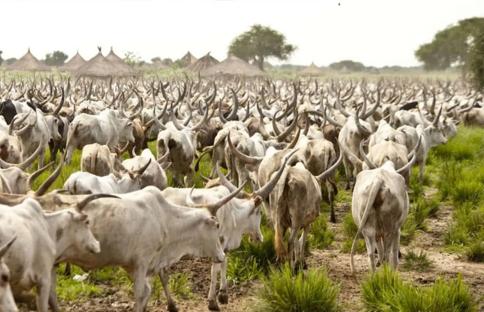 Open grazing no longer sustainable in Benue – Miyetti Allah