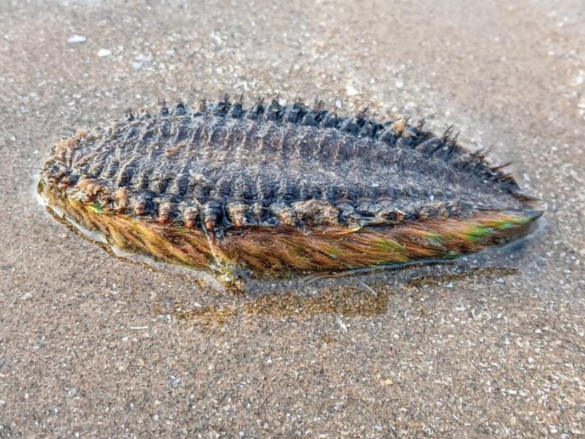 Mystery as strange sea creature washes up on popular beach – do you know what it is?